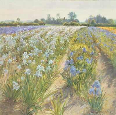 Iris bleus et blancs, Wortham - Timothy Easton